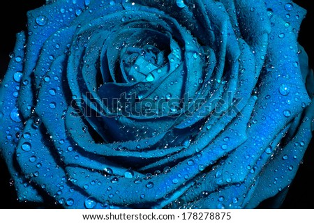 Blue rose with water drops on petals.