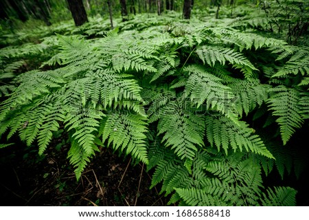 Beautiful nature background of vivid green ferns. Backdrop of lush fern thickets close-up. Chaotic rich flora among trees. Full frame of wild ferns chaos. Scenic natural texture of many fern leaves.