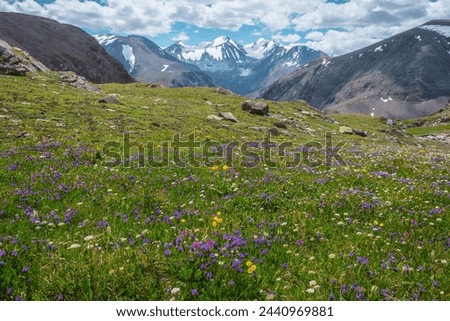 Similar – Image, Stock Photo Alpine meadow with yellow flowers in mountains