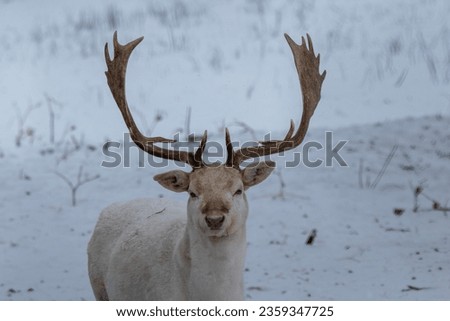 Similar – Image, Stock Photo Albino Deer Forest Nature