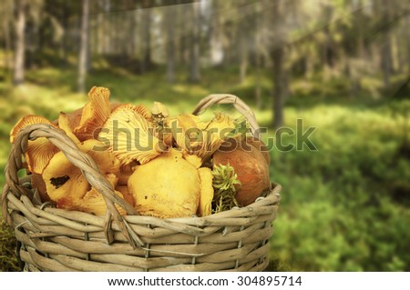 Basket with fresh funnel chanterelles in the forest