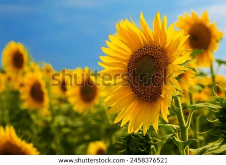 Similar – Image, Stock Photo Sunflower Field