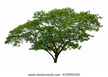 Big Tree Isolated On White Background. Stock Photo 419890420 : Shutterstock