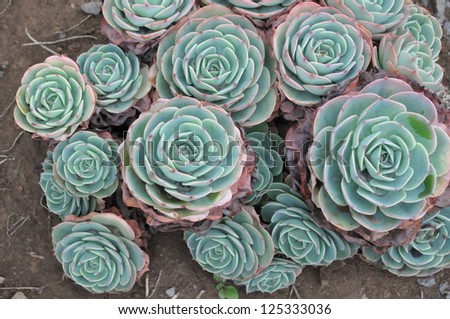 Hens and Chicks or House leek Succulent