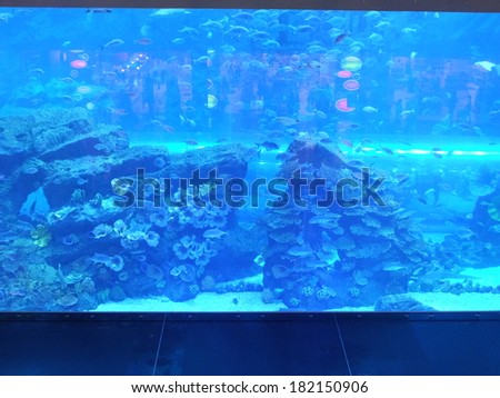 DUBAI, UAE - FEB 11: View of the aquarium at Dubai Mall in Dubai, on February 11, 2014. It is the largest indoor aquarium in the world at a length of 50 meters.