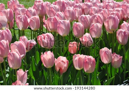 Tulips at Albany Tulip Festival in New York State
