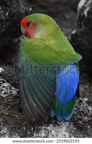 Similar – Image, Stock Photo A little bird on the spiked fence