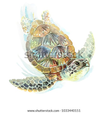 Watercolor illustration of a green sea turtle