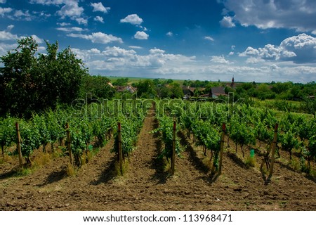 A vineyard near the village Satov, South Moravia, Czech Republic.