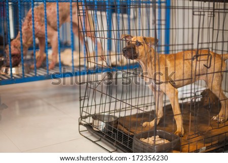 dogs suffering from skin illness in dog shelter in bali, indonesia
