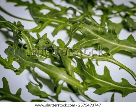 Similar – Foto Bild Frische Rucola-Blätter in einem Strauß auf grünem Tisch. Rucola-Bündel