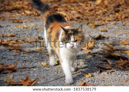 Similar – Foto Bild Niedliches 3-farbiges Kätzchen, calico