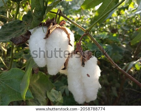 White cotton flower. Gossypium herbaceum. Close up of white cottons flower.Raw Organic Cotton Growing at Cotton Farm.Cotton Flower.With Selective Focus on the Subject.