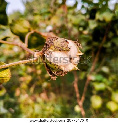 Cotton fields ready for harvesting . Raw cottons background. close up of organic cotton. Natural cotton. Cottons plant flower. Gossypium herbaceous. White cotton flower.