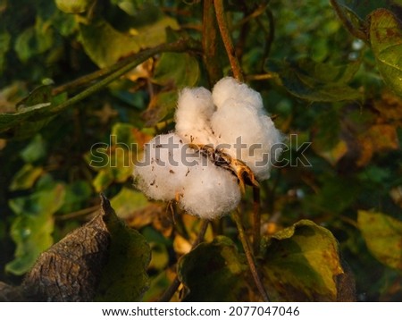 Cotton fields ready for harvesting . Raw cottons background. close up of organic cotton. Natural cotton. Cottons plant flower. Gossypium herbaceous. White cotton flower.