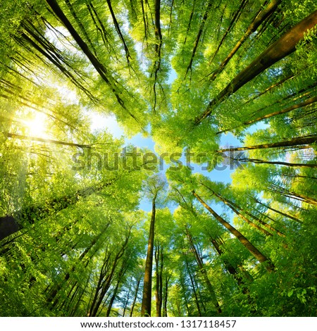 Spherical panorama in a forest, magnificent upwards view to the treetops with fresh green foliage, square format