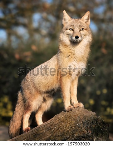 Light brown fox peering and looking curiously into the camera