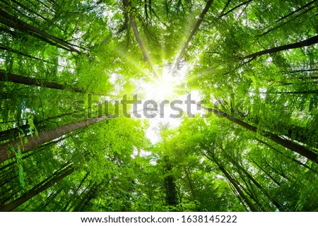 Wide-angle canopy shot in a beautiful green forest, magnificent upwards view to the treetops with fresh green foliage and the sun