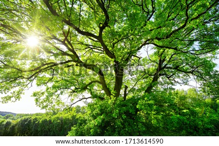 The sun brightly shines through the crooked branches of a majestic green tree