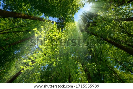 Similar – Image, Stock Photo TREE CROWN Tree Treetop