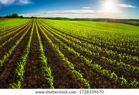 Agriculture shot: rows of young corn plants growing on a vast field with dark fertile soil leading to the horizon Imagine de stoc © 