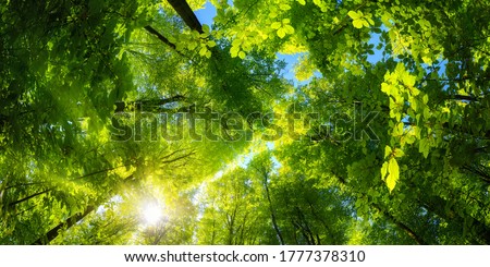 Elevating panoramic upwards view to the canopy in a beech forest with fresh green foliage, sun rays and clear blue sky
