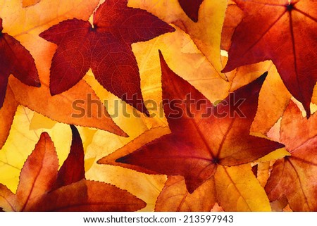 Colorful maple leaves of autumn filling the frame, glowingly illuminated in the studio