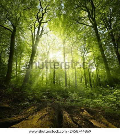 Image, Stock Photo Sun Shining Through Forest Woods Over Lane, Country Road. Path, Walkway In Autumn Forest. Sunset Sunrise In Trees Woods