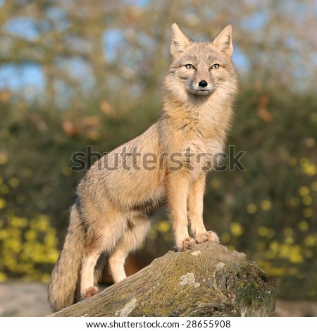 Light brown fox standing on a rock and peering interestedly