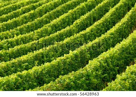 Rows of grapevine in soft daylight building a diagonal, slightly curved pattern