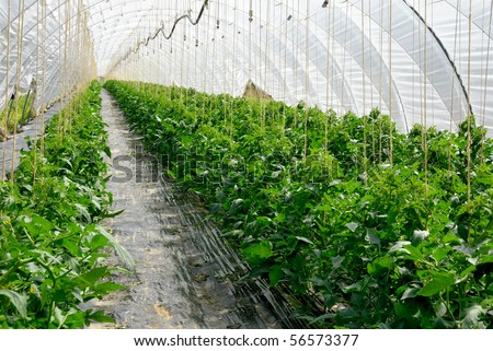 Rows of young tomato plants growing in a long greenhouse