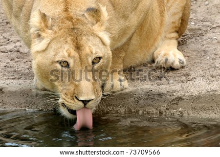 Animal portrait of a lioness drinking water at a pond