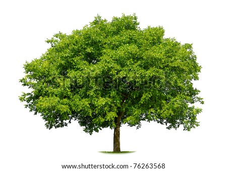 Beautiful fresh green deciduous tree isolated on pure white background