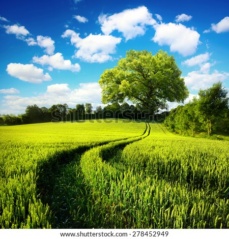 Scenic rural landscape with a green wheat field and tracks leading to a huge tree, with blue sky and white clouds in the background