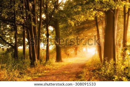 Beautiful autumn scene invites to a walk\\
on a misty footpath in the forest with beams of sunlight