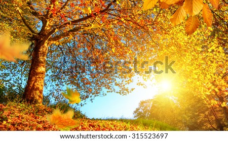 Golden autumn scenery with a nice tree, falling leaves, clear blue sky and the sun shining warmly