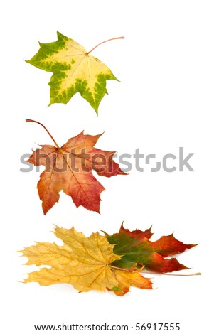 Similar – Image, Stock Photo Autumn leaves lie on a path. Fuzzy tree bush, house and passer-by in the background. Residential area