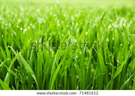 Similar – Image, Stock Photo nature meadow grasses close up with dew drops in the morning mist in black and white