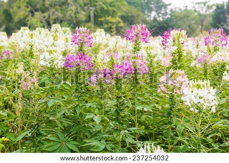 Cleome flower. Species of Cleome are commonly known as spider flowers, spider plants, spider weeds, or bee plants