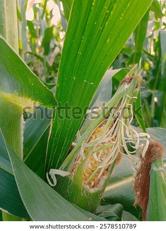 Similar – Image, Stock Photo Harvested cornfield with fruit trees on the horizon.