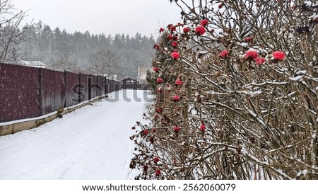 Similar – Foto Bild Schneebeeren sind da, aber weit und breit kein Schnee