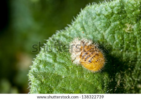 A Silkworm Moth Caterpillar sheds its skin, while resting on the leaf of a Squirting Cucumber plant.