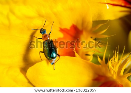 The cereal leaf beetle (Oulema melanopus or Lema melanopa) is a coleopter, belonging to the family of Chrysomelidae, and an agricultural pest.