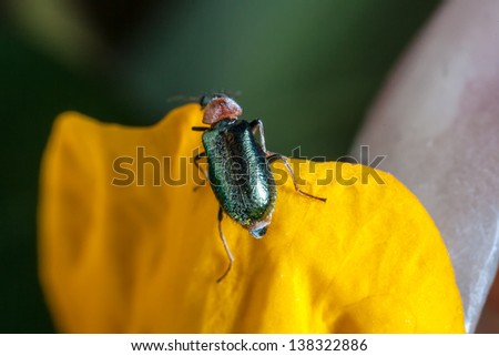 The cereal leaf beetle (Oulema melanopus or Lema melanopa) is a coleopter, belonging to the family of Chrysomelidae, and an agricultural pest.
