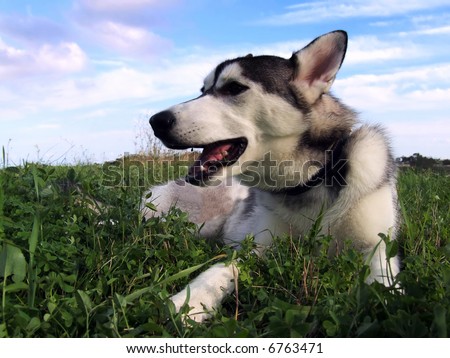The reliable and loyal Siberian Husky, sled and working dog