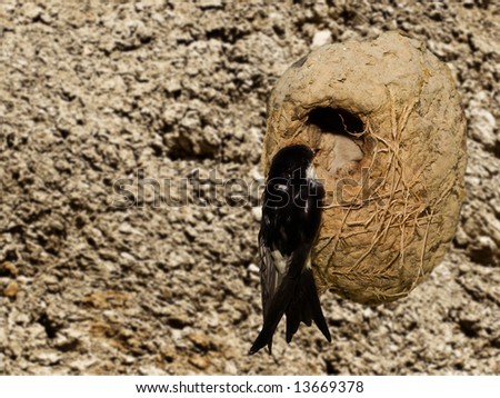 Delichon Urbica - female Mediterranean house martin tending to her nest