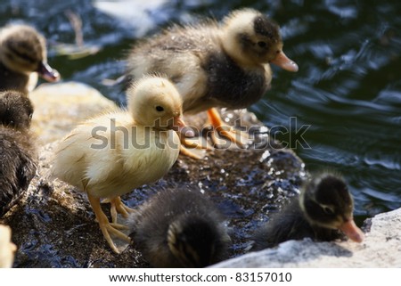 Cute little chicks take a break from the water, while the fairest stands proud in the midst of them.