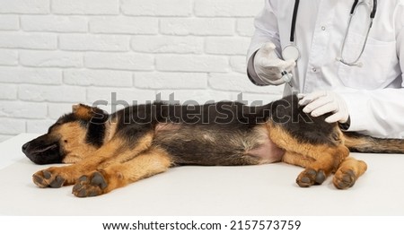 Similar – Image, Stock Photo White shepherd dog gets petted