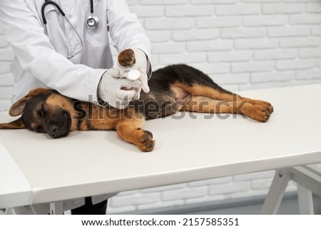 Similar – Image, Stock Photo White shepherd dog gets petted