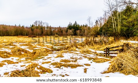 columbia canada winter snow and trees chrome refillable lighter 15621702 cdg neve cbell images usseek columbia canada winter snow and trees chrome refillable lighter 15621702 cdg neve cbell images usseek
